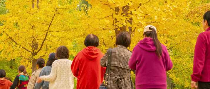 中老年女性跳舞照相银杏秋季