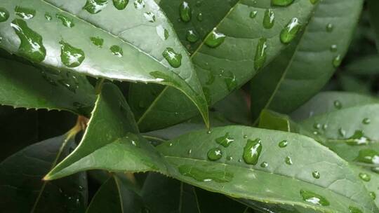 雨后的绿叶视频素材模板下载