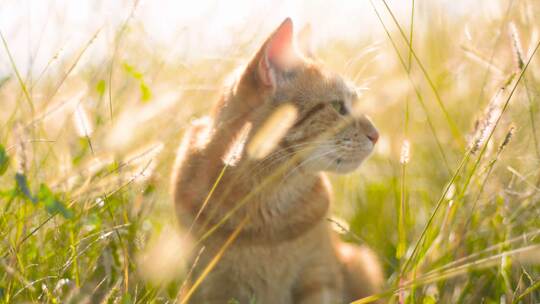 猫科动物 小猫 可爱 温馨