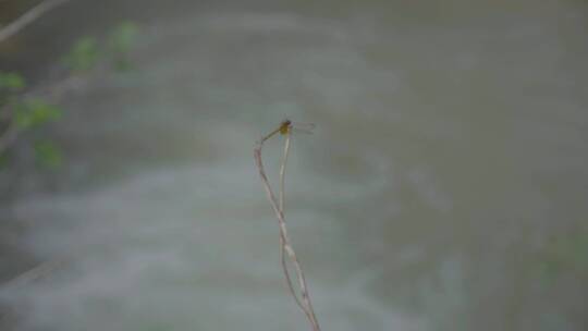 河流小溪青草蜻蜓