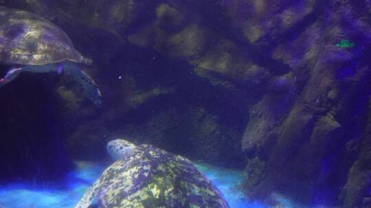 海洋馆大海龟海洋生物视频素材模板下载