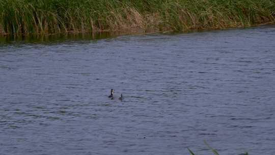 湖中戏水鸭子