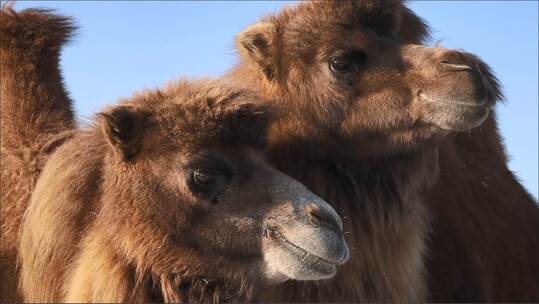 内蒙古冬季骆驼
