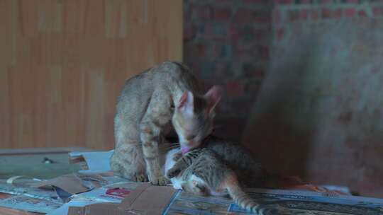 一只母猫正在母乳喂养小猫视频素材模板下载