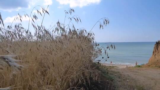 海边的风吹动着芦苇