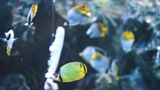 水族馆热带鱼