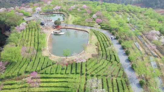 湖南省郴州市高椅岭樱花茶园4k航拍风光