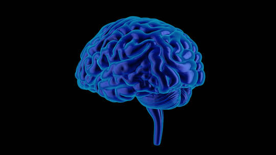 医学 大脑 脑科学 三维 脑ct1 模型