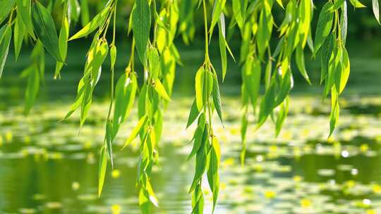 春天湖水边的绿色柳树柳叶