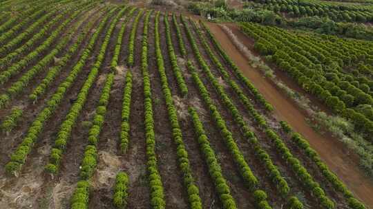 美国夏威夷西毛伊岛咖啡农场的一排排树。左