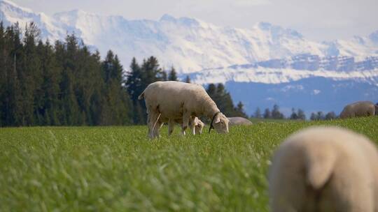 实拍羊群在草地上吃草