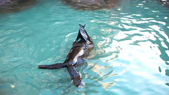 海狮在水中游动拍手翻滚玩耍