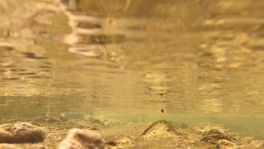 清澈的山涧溪水水下高速升格4K镜头