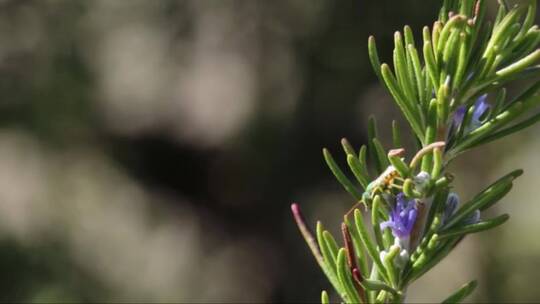 从迷迭香收集花蜜的沙蜂