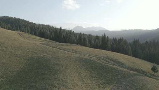 新疆  松林 山地 牛羊 草原 山区