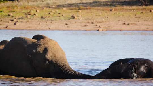 南非克鲁格国家公园的非洲象视频素材模板下载