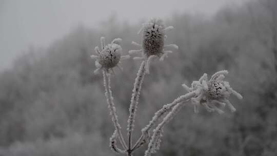 微距特写雾凇后枯萎的小野花