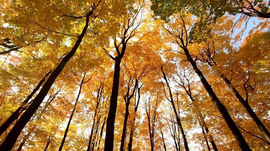 仰拍秋天金黄色的树林