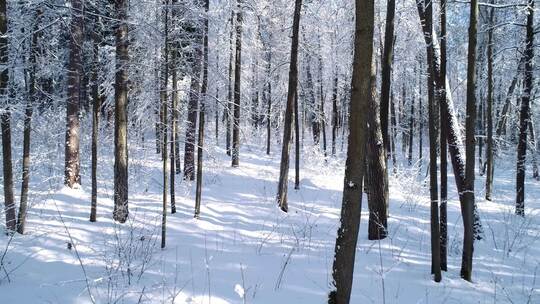 无人机在冬天白雪皑皑的树林里航拍