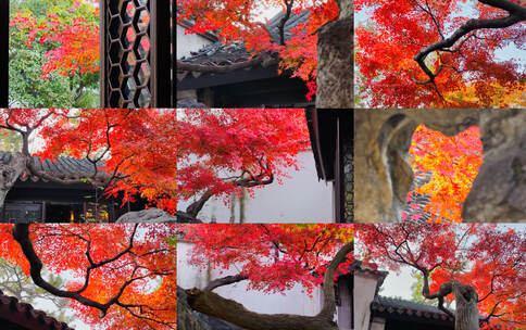 苏州留园红枫拍摄运镜16镜组合高清在线视频素材下载