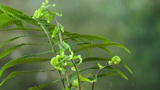 蕨类植物生长延时4k60帧