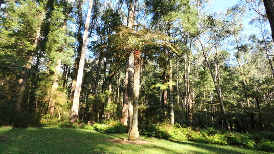 澳大利亚雅拉山脉古姆森林景观