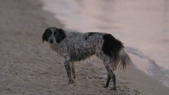 沙滩上的流浪狗