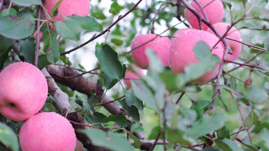 又大又圆红苹果成熟挂满果树品视频素材模板下载