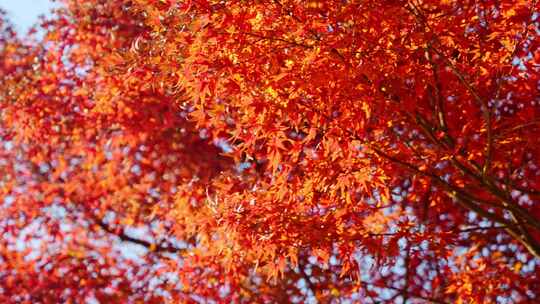 秋天枫树林红色枫叶森林树林
