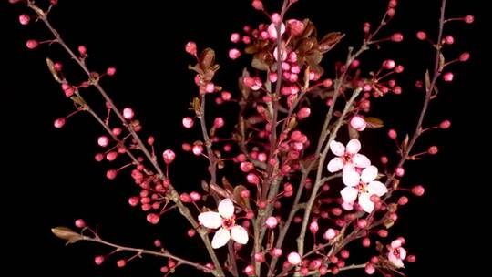 樱桃树上开着粉色的花