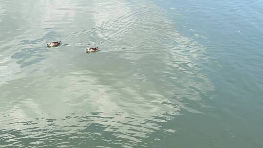 湖面上漂浮的鸭子朴拙食物 4k