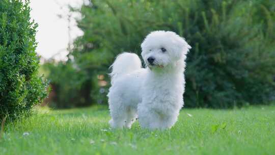 狗，花园，Coton De Tulear