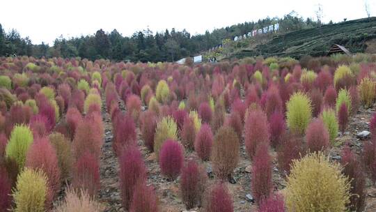 浪漫的乡村振兴植物植被地肤草