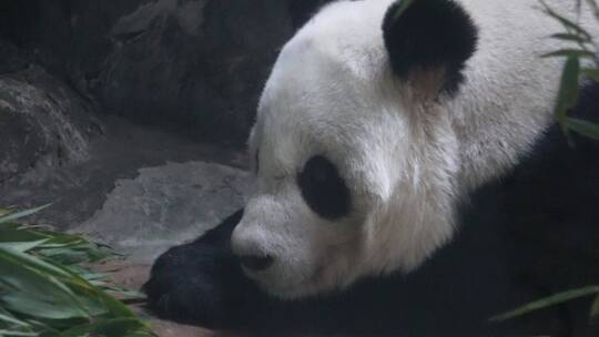 特写大熊猫毛发国家级保护动物