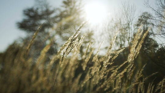 夕阳穿过芦苇，银色的羽毛草在风中摇曳