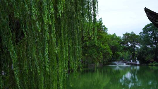 夏日傍晚池塘里的喷泉美景