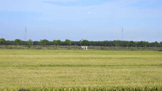 航拍 天津 小站稻 水稻 大米 生态农业 三农