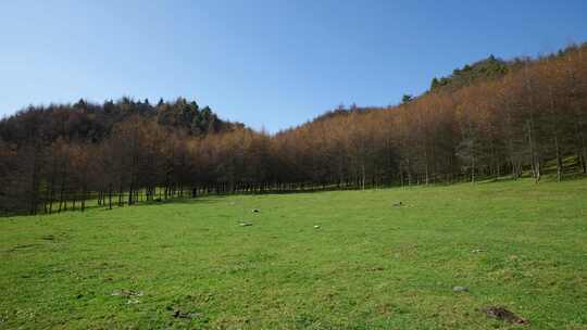 湖北恩施大山顶林区原始森林唯美风景