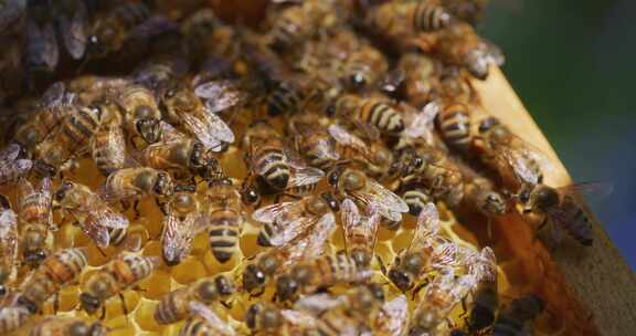 蜂巢蜜蜂养蜂