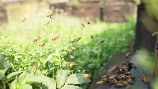 春天阳光下的蜜蜂飞舞慢镜头