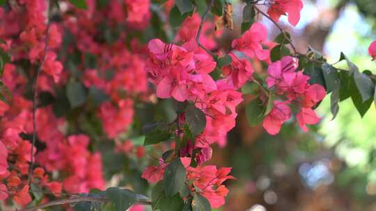 光叶子花 花 三角梅 簕杜鹃