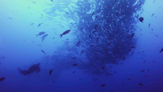 4K-海底鱼群、深海鱼群
