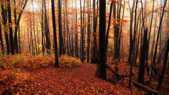 森林中秋天的景色