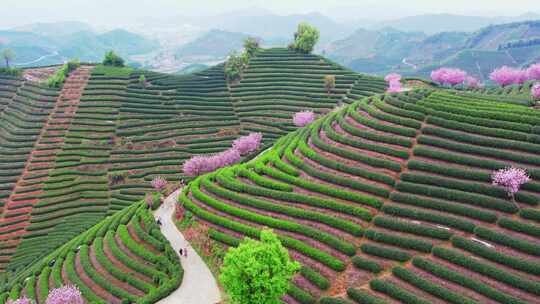 杭州富阳拔山春天樱花茶园风景航拍