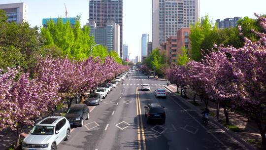 西安樱花路