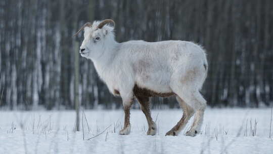 加拿大育空地区雪域森林中雌性达尔羊的侧面