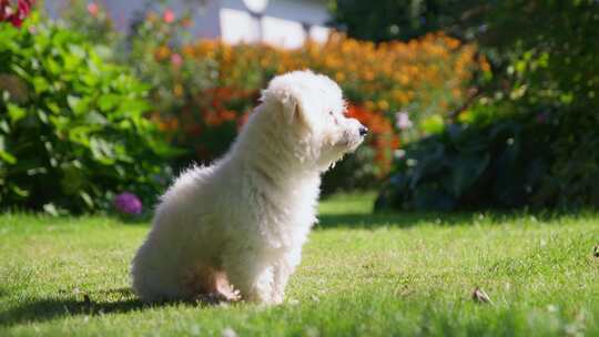 狗，花园，Coton De Tulear