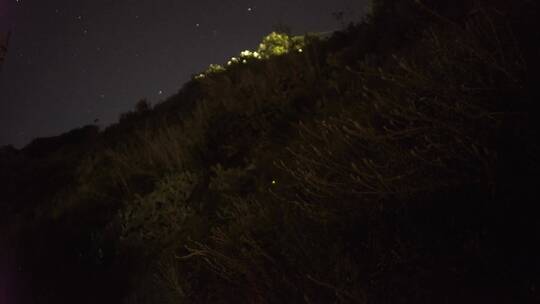 夜晚灌木丛中的虫鸣