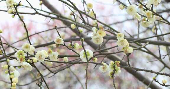 唯美阳光轻轻摇摆梅花 立春花开万物复苏