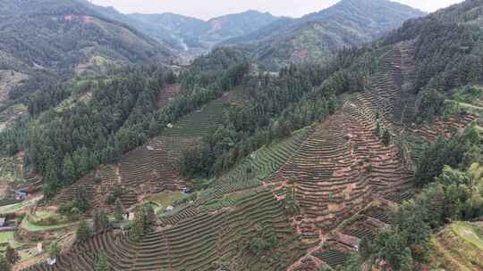 山上茶叶种植航拍